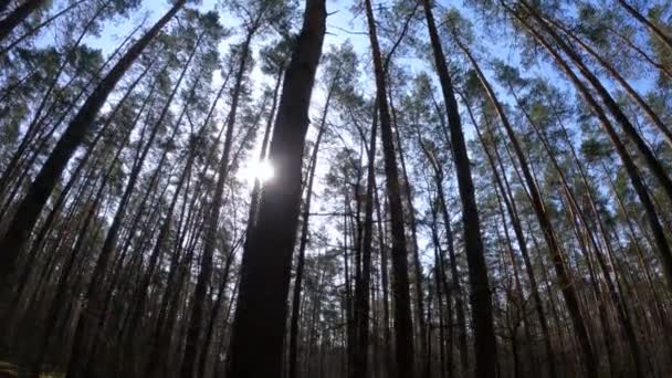 Inne i en tallskog på dagen, slow motion — Stockvideo