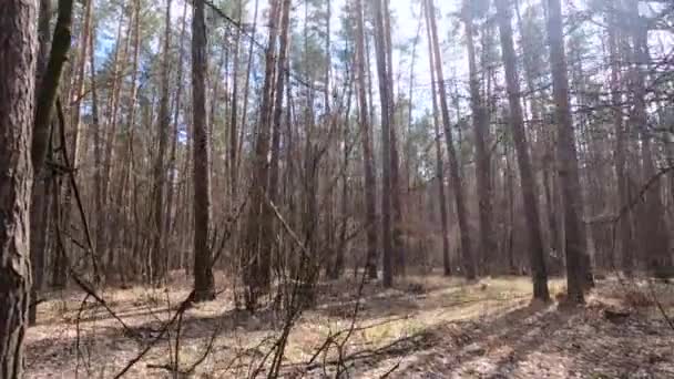 Tagsüber in einem Kiefernwald, Zeitlupe — Stockvideo