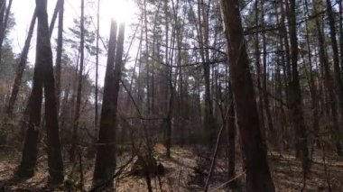 Gündüzleri bir çam ormanının içinde, ağır çekim