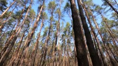 Gündüzleri bir çam ormanının içinde, ağır çekim