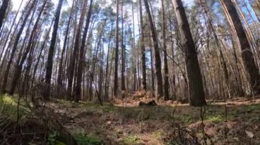 Gündüzleri bir çam ormanının içinde, ağır çekim