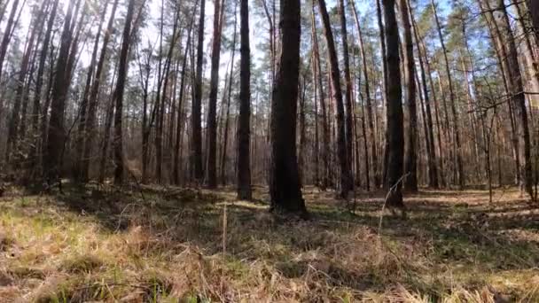 Di dalam hutan pinus pada siang hari, gerakan lambat — Stok Video