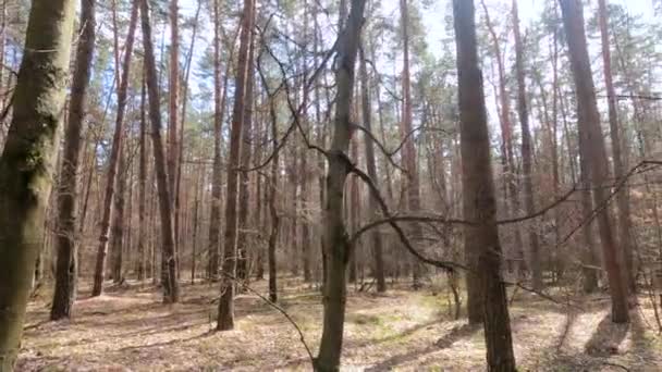 Всередині соснового лісу вдень, повільний рух — стокове відео