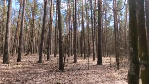 Inne i furuskogen om dagen, sakte bevegelse – stockvideo