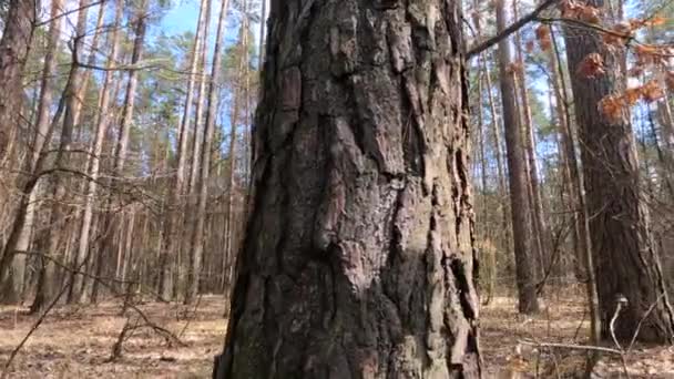 Uvnitř borového lesa ve dne, zpomalený pohyb — Stock video