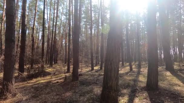 Inne i en tallskog på dagen, slow motion — Stockvideo