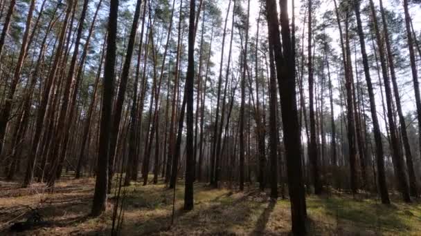 Dentro de uma floresta de pinheiros de dia, câmera lenta — Vídeo de Stock