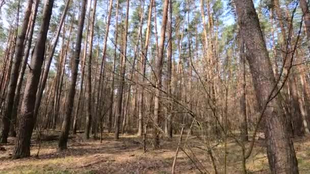 Dentro de un bosque de pinos durante el día, cámara lenta — Vídeos de Stock