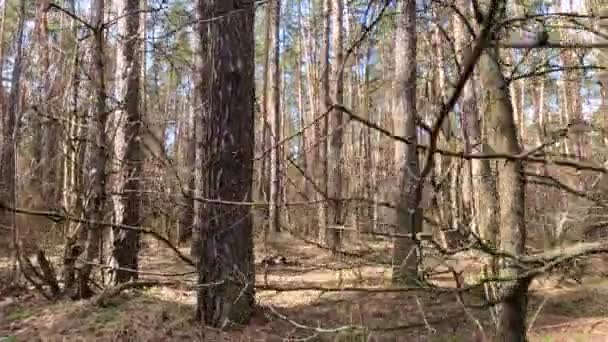 W lesie sosnowym w dzień, powolny ruch — Wideo stockowe