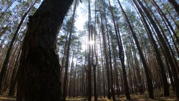 Overdag in een dennenbos, slow motion — Stockvideo