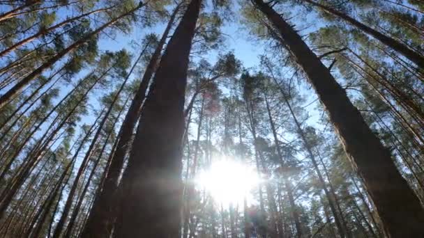 Inne i en tallskog på dagen, slow motion — Stockvideo