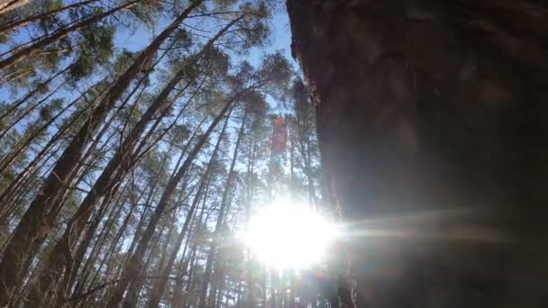 낮 에는 소나무 숲 속에서 천천히 움직 인다 — 비디오
