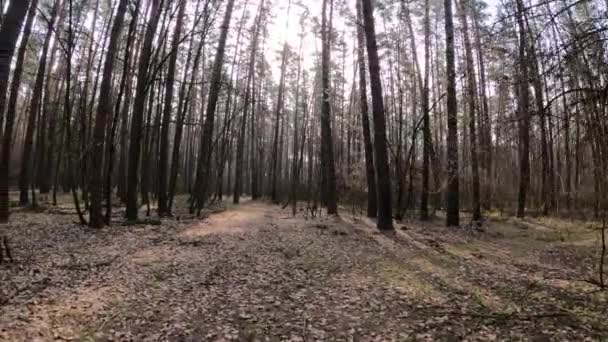 Overdag in een dennenbos, slow motion — Stockvideo
