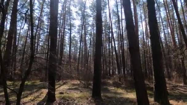 Inne i en tallskog på dagen, slow motion — Stockvideo