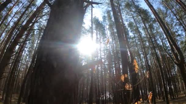 Gündüzleri bir çam ormanının içinde, ağır çekim — Stok video