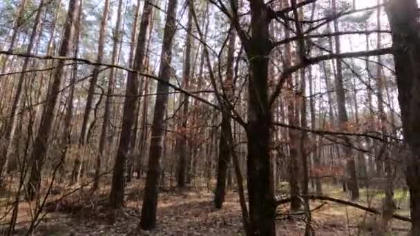 Dentro de un bosque de pinos durante el día, cámara lenta — Vídeos de Stock