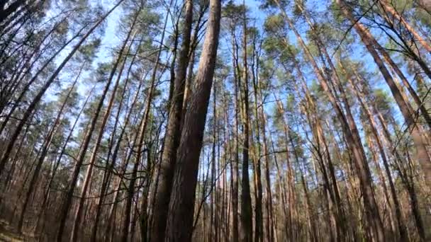 Inside a pine forest by day, slow motion — Stock Video