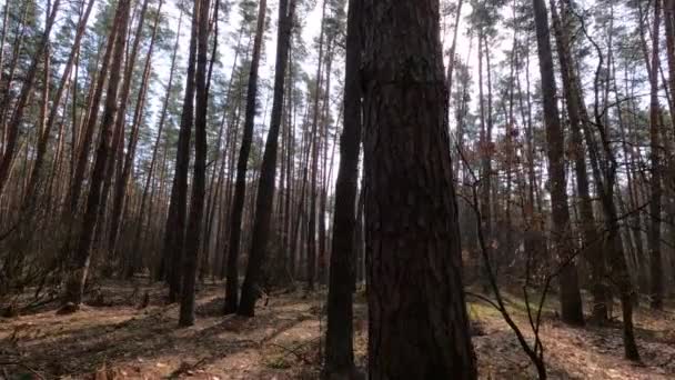 Uvnitř borového lesa ve dne, zpomalený pohyb — Stock video