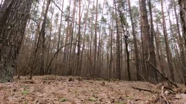 Dentro de un bosque de pinos durante el día, cámara lenta — Vídeos de Stock