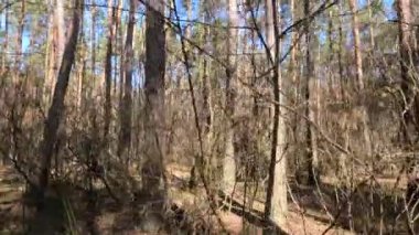 Gündüzleri bir çam ormanının içinde, ağır çekim