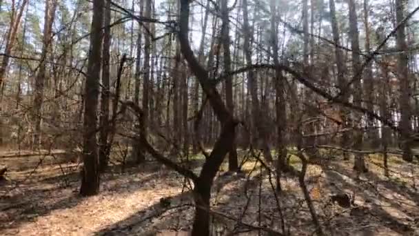 Dentro de un bosque de pinos durante el día, cámara lenta — Vídeos de Stock