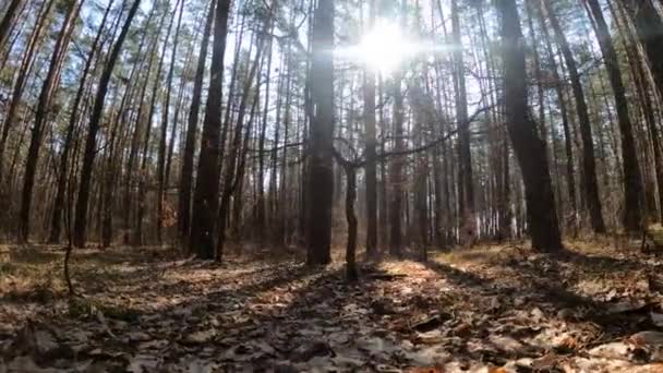 Gündüzleri bir çam ormanının içinde, ağır çekim — Stok video