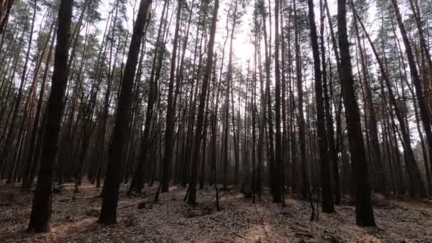 Dentro de uma floresta de pinheiros de dia, câmera lenta — Vídeo de Stock