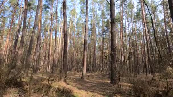 Dentro de un bosque de pinos durante el día, cámara lenta — Vídeos de Stock