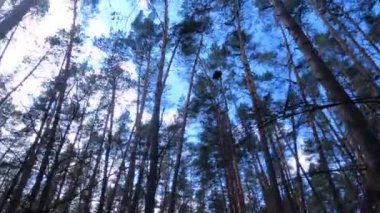 Gündüzleri yüksek gövdeli çam ağaçları