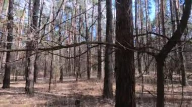 Gündüzleri yüksek gövdeli çam ağaçları