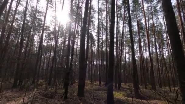 Les s borovicemi s vysokými kmeny během dne — Stock video