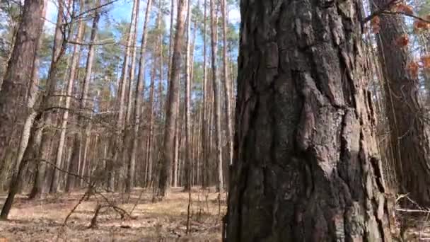 Skog med tallar med höga stammar under dagen — Stockvideo