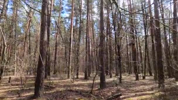 Skog med tallar med höga stammar under dagen — Stockvideo