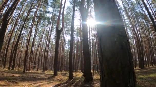 Les s borovicemi s vysokými kmeny během dne — Stock video