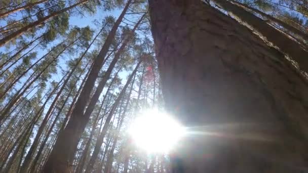 Wald mit Kiefern mit hohen Stämmen am Tag — Stockvideo