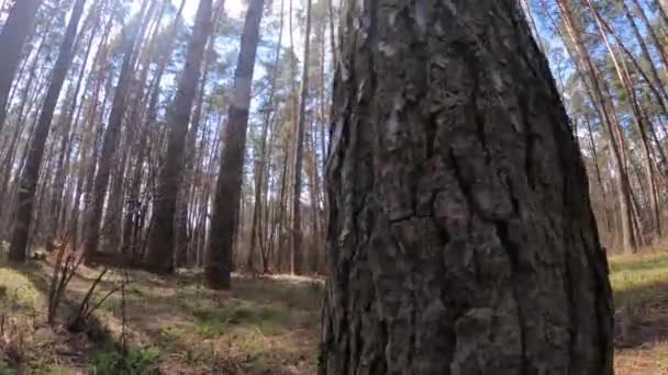 Las z sosnami z wysokimi pniami w ciągu dnia — Wideo stockowe