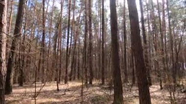 Gündüzleri yüksek gövdeli çam ağaçları