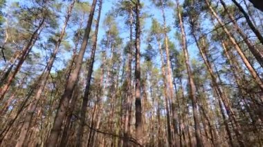 Gündüzleri yüksek gövdeli çam ağaçları