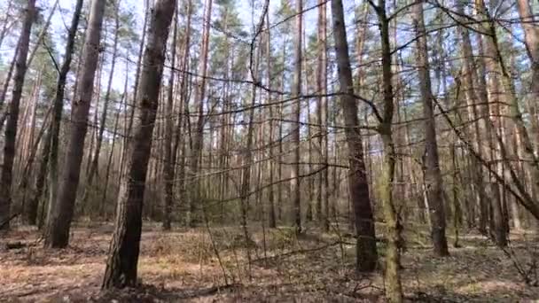 Skog med tallar med höga stammar under dagen — Stockvideo