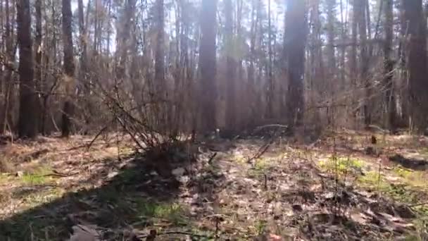 Bosque con pinos con troncos altos durante el día — Vídeos de Stock