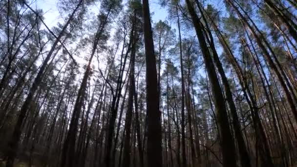 Forêt avec pins à troncs hauts pendant la journée — Video