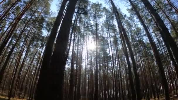 Bosque con pinos con troncos altos durante el día — Vídeos de Stock