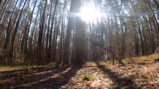 Les s borovicemi s vysokými kmeny během dne — Stock video