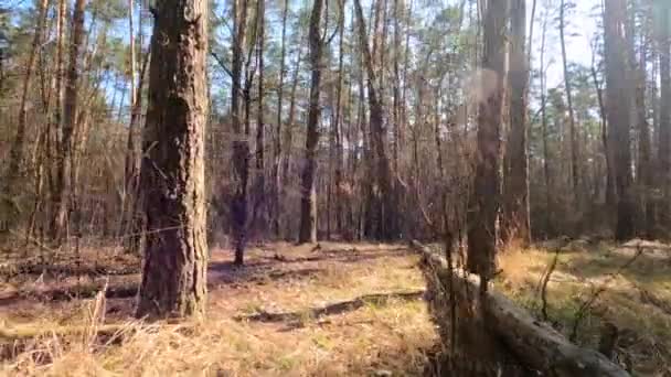 Bosque con pinos con troncos altos durante el día — Vídeos de Stock