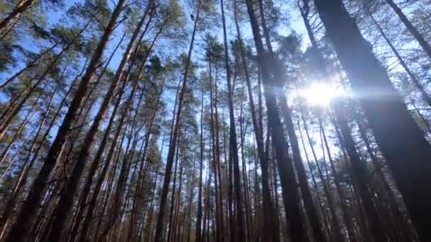 Bosque con pinos con troncos altos durante el día — Vídeos de Stock