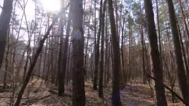 Skog med tallar med höga stammar under dagen — Stockvideo