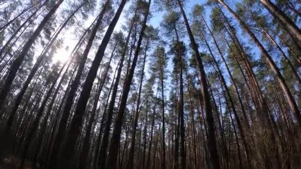 Wald mit Kiefern mit hohen Stämmen am Tag — Stockvideo