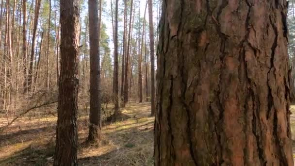 Лес с соснами с высокими стволами в течение дня — стоковое видео
