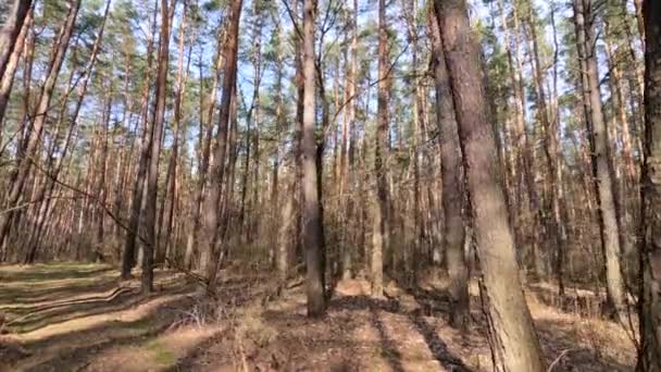 Skog med tallar med höga stammar under dagen — Stockvideo