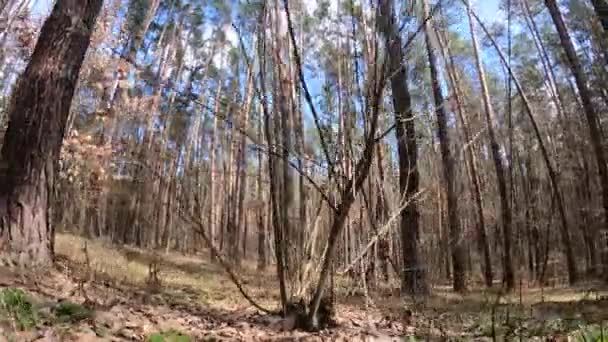 Skog med tallar med höga stammar under dagen — Stockvideo